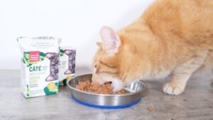 Honest Kitchen Cat Food