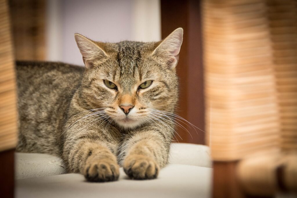 Best Dry Cat Food for Urinary Health