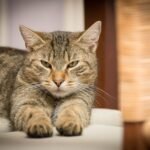 Best Dry Cat Food for Urinary Health