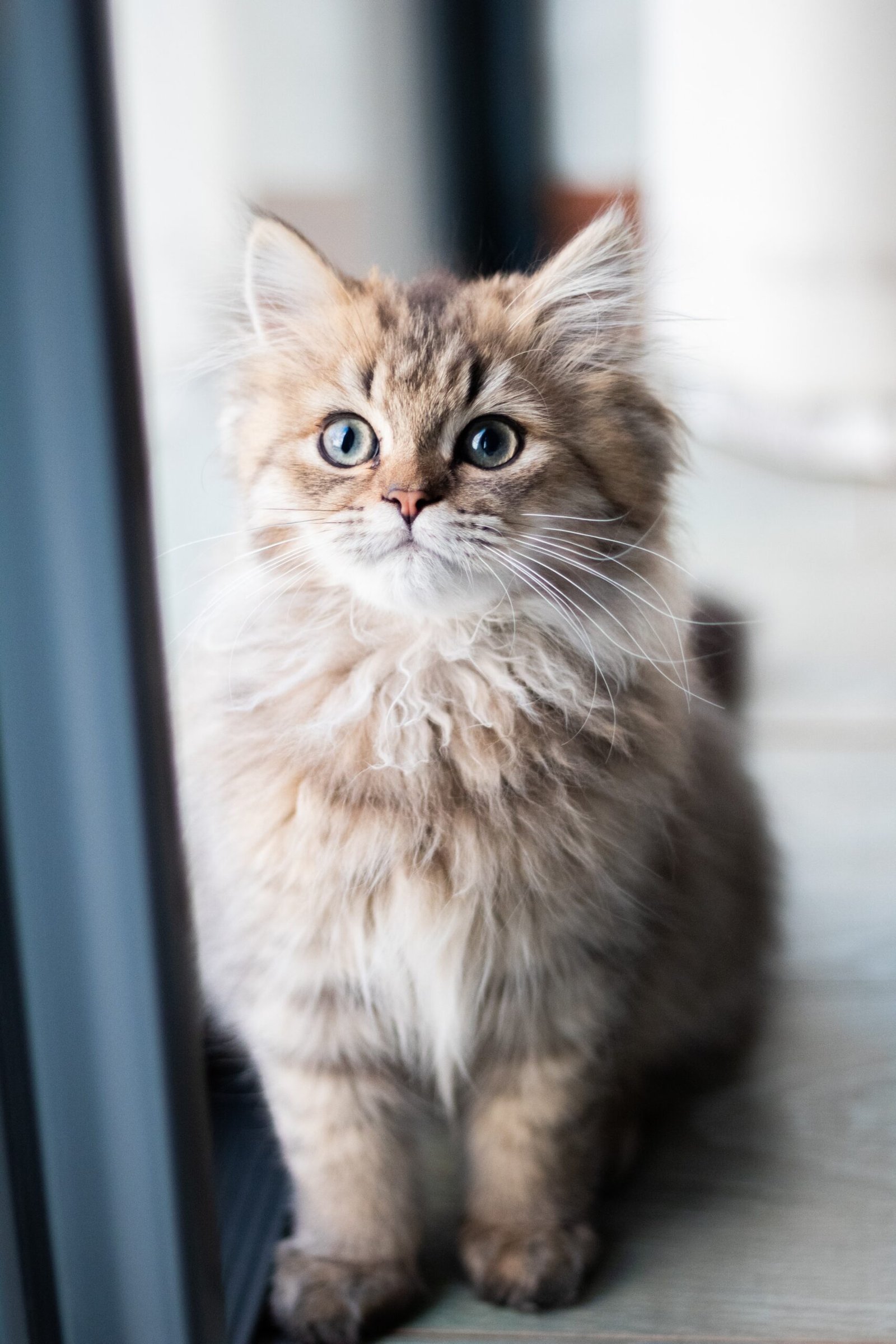 Cat on Toilet Training