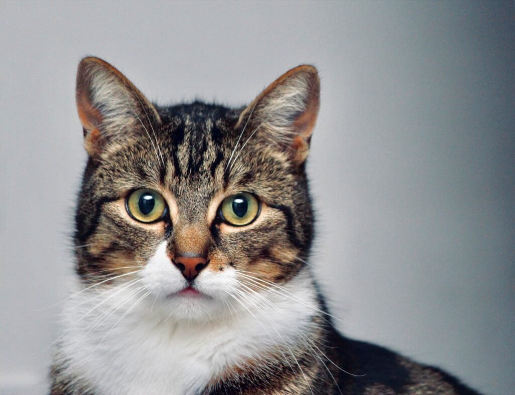 Cat on Toilet Training