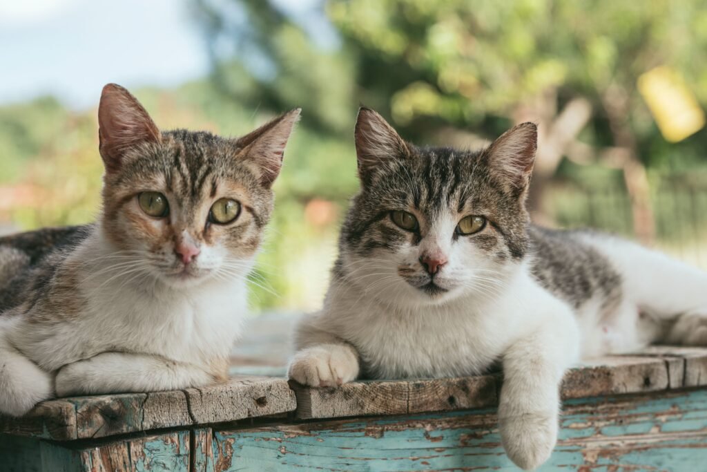 Purrfect Health Cat Hospital