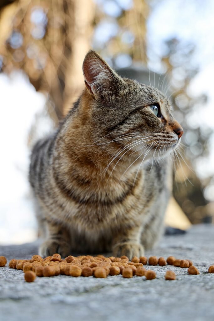 Fancy Feast Cat Food