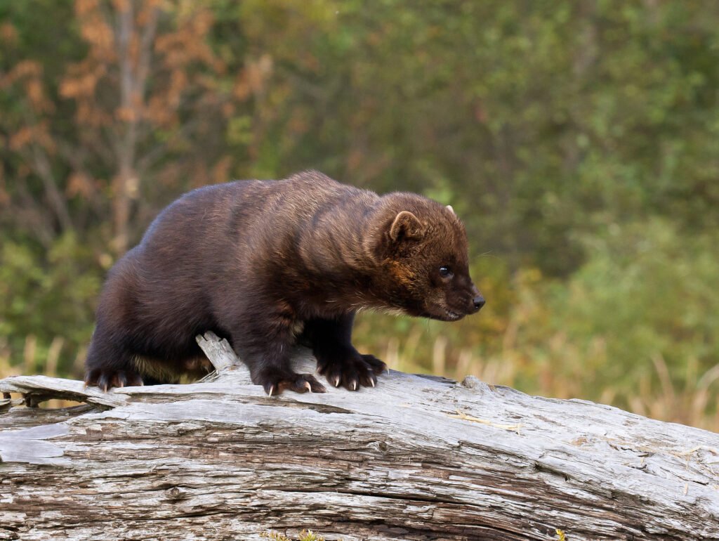 Fisher Cat