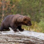 Fisher Cat