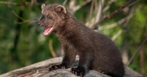 fisher cat