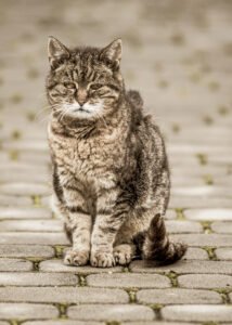 Pallas Cat