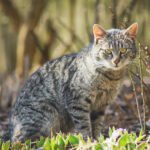 Pallas Cat