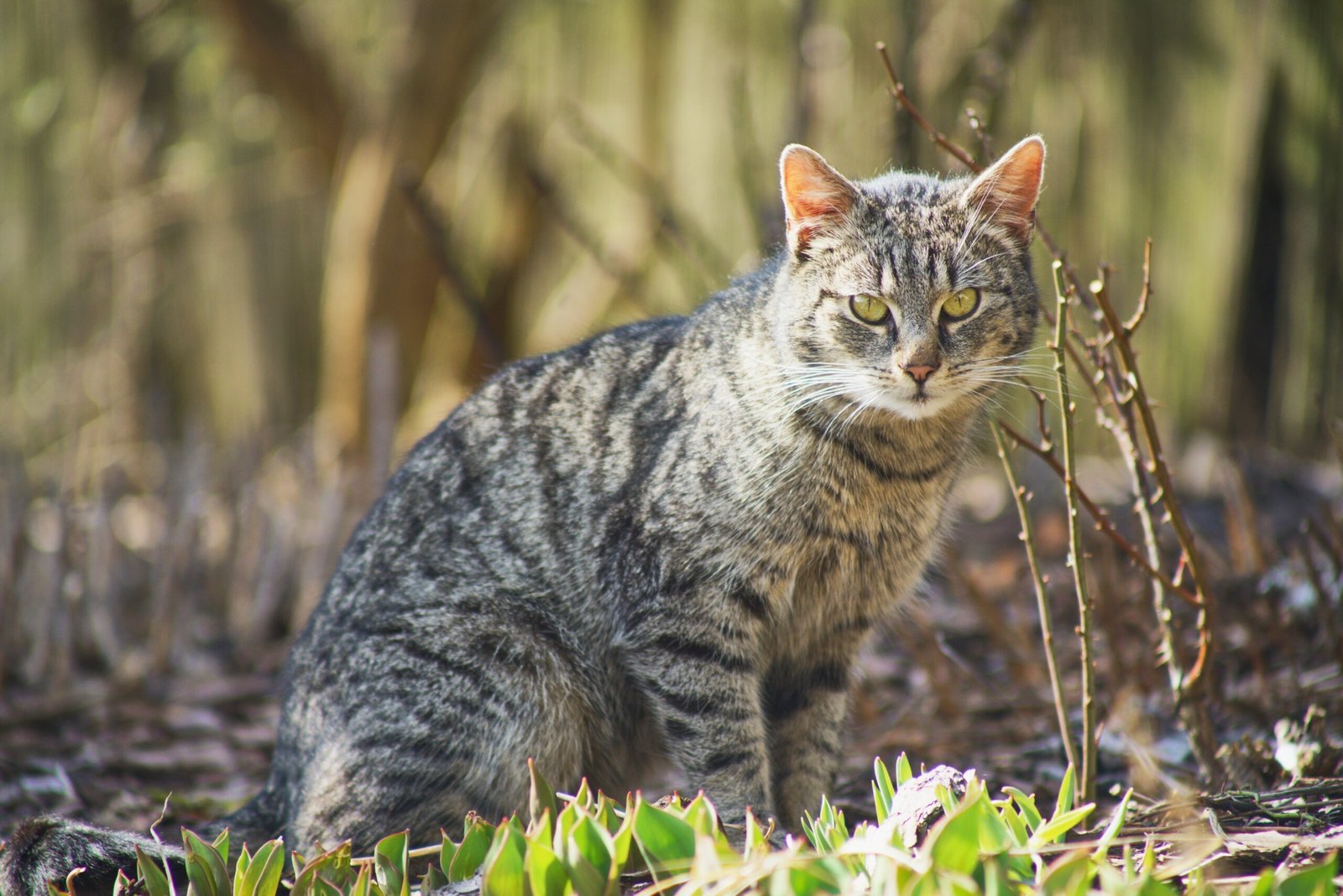 Pallas Cat