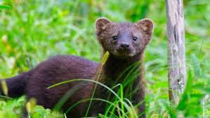 Fisher Cat