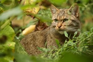 Pallas Cat