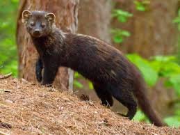 Fisher Cat