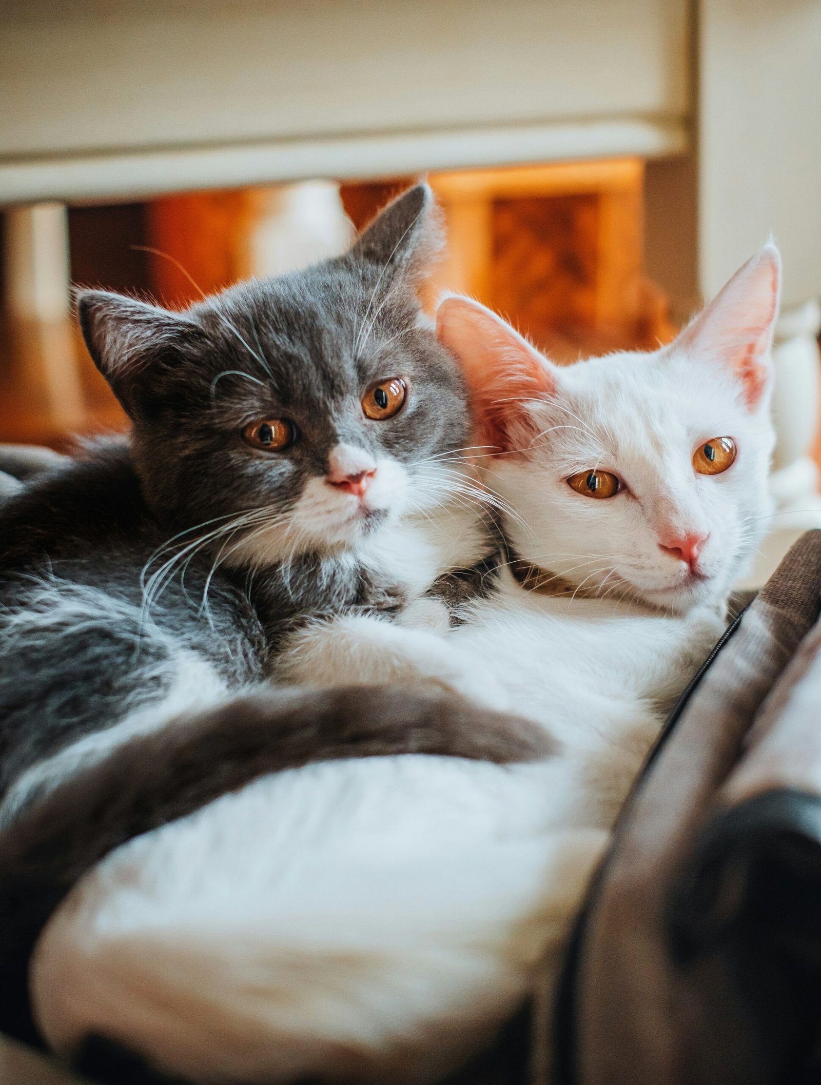 How to Train a Cat to Use the Litter Box