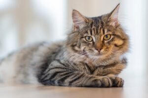 Protect Leather Furniture From Cats