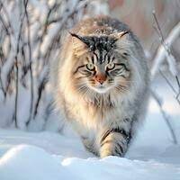 snow cat