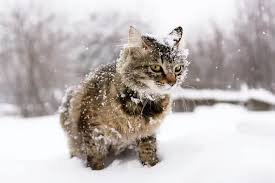 snow cat